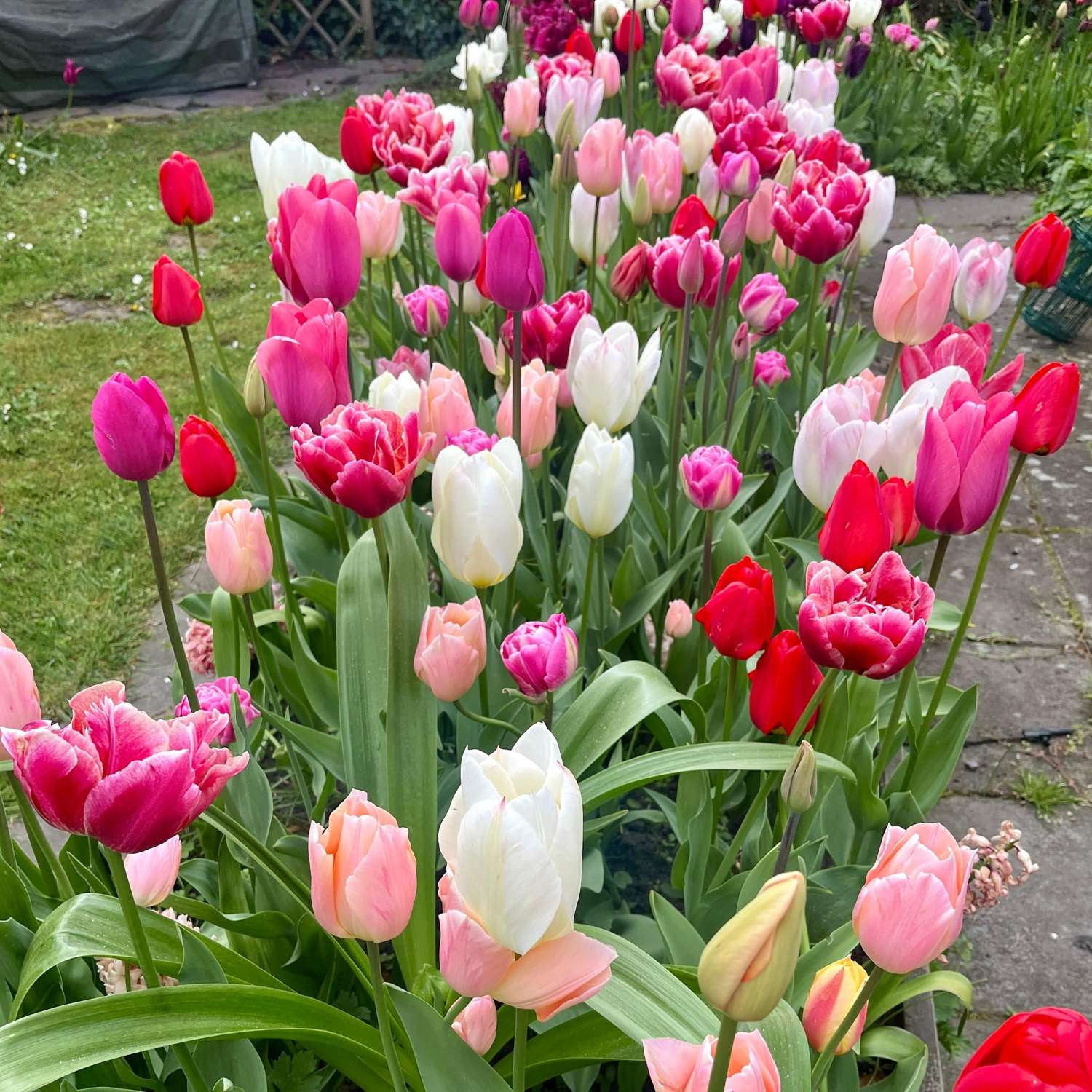 Erikoissekoitus 'Svaneke Delight'